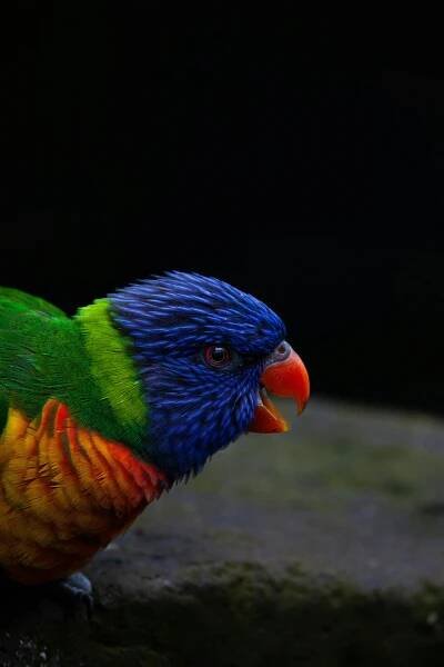 Základová fotografie na téma australská fauna, australský pták, barevné peří, barevný papoušek, červený zobák, detail, detaily