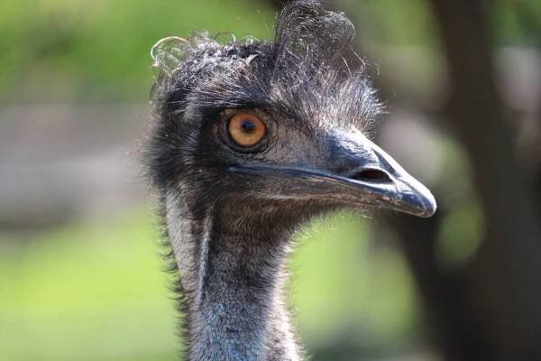 Emu hnědý - Obrázek 3