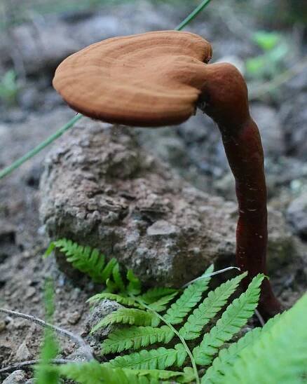 Some of the beautiful Ganoderma lucidum fruiting from our buried logs. 

It’s been quite a journey and test of patience waiting for these to fruit, but with the water system dialed in and the heat of summer warming the Earth, the conditions are