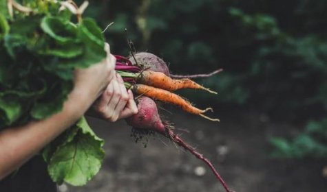Jak uchovat kořenovou zeleninu přes zimu: Návod krok za krokem, aby vám vydržela až do jara