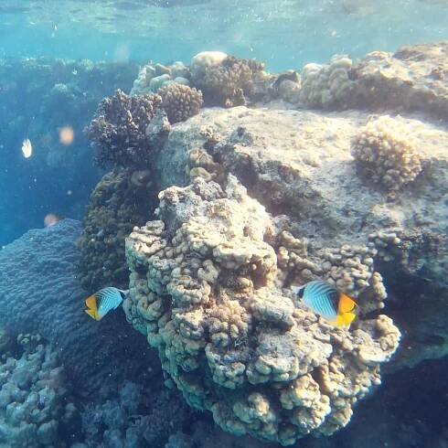 About Sataya Reef - Al Thuraya Red Sea