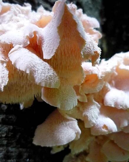 Hericium cirrhatum - ježatec různozubý