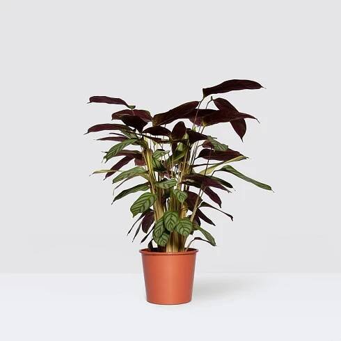 Ctenanthe 'Compactstar'