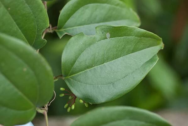 Soubor:Smilax bracteata.jpg