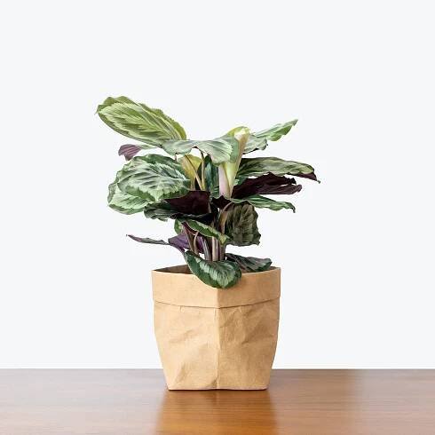 Calathea Medallion - Toronto House Plant Delivery - JOMO Studio