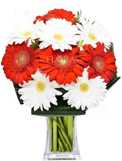 Krásný mix gerber | Flora Online