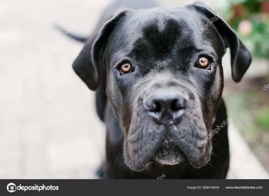 Cane Corso Krásný Čistokrevný Černý Pes Zblízka