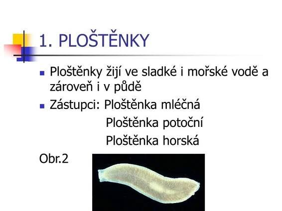 PPT - Ploštěnci PowerPoint Presentation, free download - ID:4986188