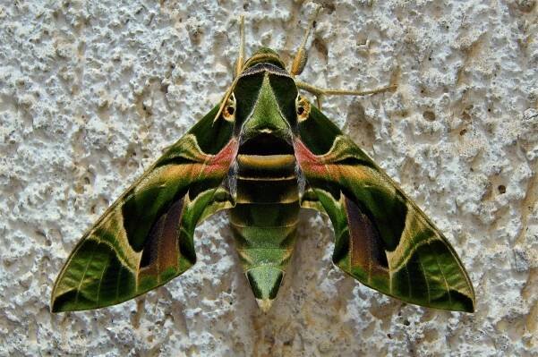 Soubor:Daphnis nerii L, SPHINGIDAE; N 43°30', E 16°26'; 2014-09-18, CEST 23h32m.jpg – Wikipedie