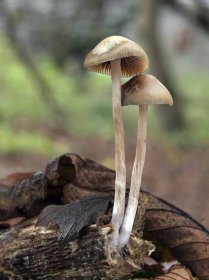 V Česku se houbami ročně přiotráví 400 lidí. Experti radí, na co si dát pozor