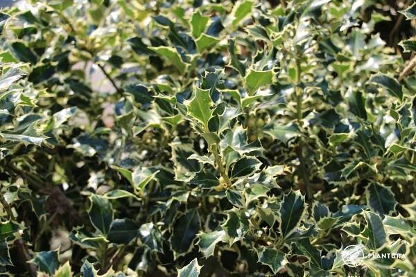Blätter der Ilex ‘Silver Queen’
