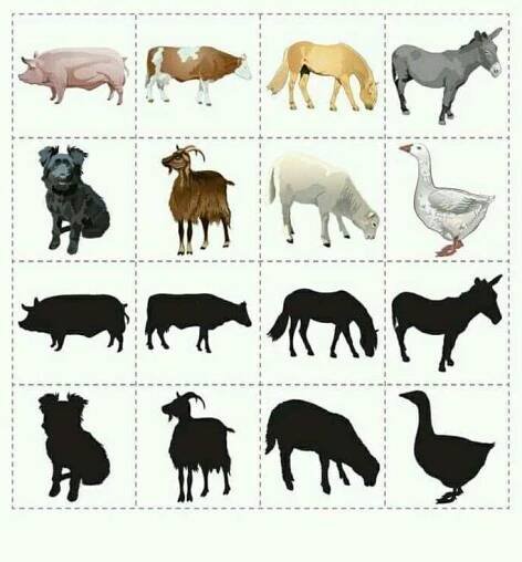 Farm Animals and Their Silhouettes
