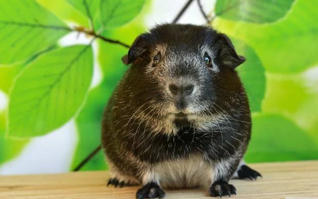 a black and white guinea pig sitting on a wooden table Wallpaper