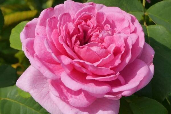 Pink flower of the English rose gertrude jekyll