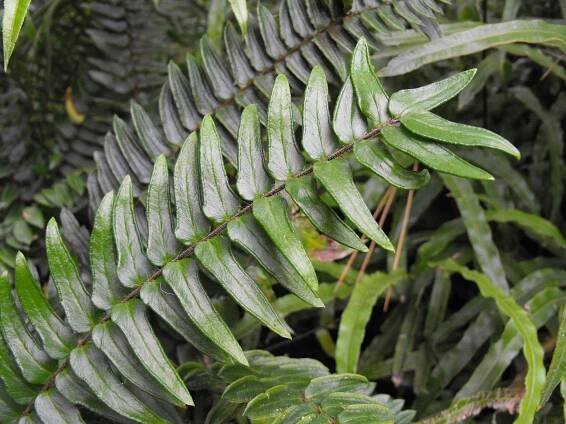 Soubor:Pellaeafalcata.jpg – Wikipedie