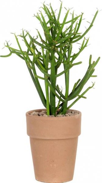 Mix kaktusů / sukulentů v terakotové nádobě o průměru cca 11 cm