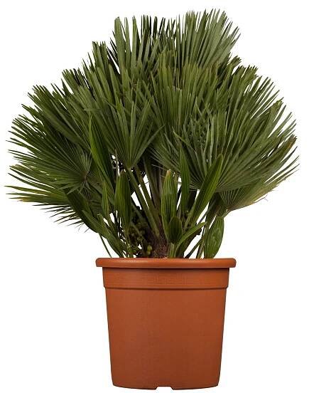 GROW by OBI Žumara nízká (Chamaerops humilis) "Compacta" cca 20-30 cm, pr. 19 cm