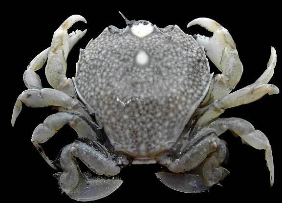 File:Portumnus latipes.jpg - Wikimedia Commons