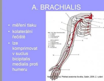 Svaly horní končetiny, musculi membri superioris, jejich inervace z plexus brachialis (přehled) a jejich arterie a vény