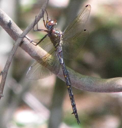 Somatochlora linearis