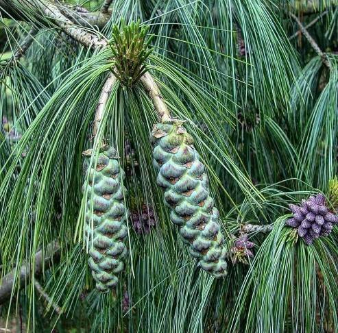 Všechny rostliny | Borovice himálajská - Pinus wallichiana | eshop.tropik.cz