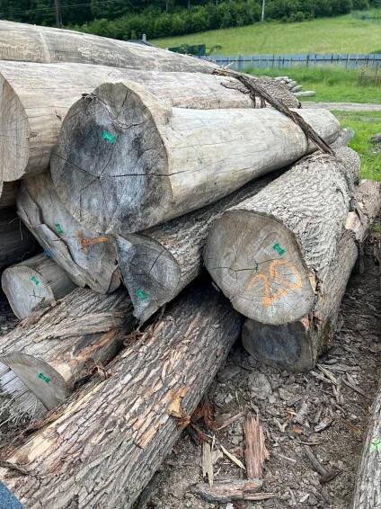SF WOOD, s. r. o. | Spišská Nová Ves | Dřevostavba | Jasan | Jedle | Borovice | Zkracovací řetězová pila na balíky | Zkracovací