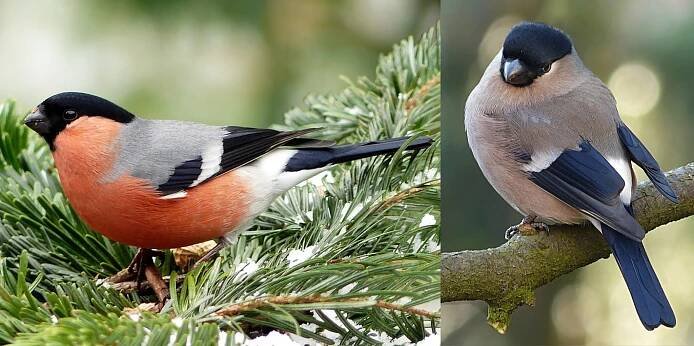 Určování Archivy - AVIFAUNA - Český online magazín o ptácích