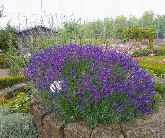 Levandule úzkolistá HIDCOTE BLUE nízká odrůda INTENZIVNĚ VONÍCÍ, odolná Kód výrobce lawenda sadzonki