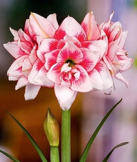 Amarylis zwartnica hippeastrum Elvas [ 22-24 ] plná odrůda do květináčů
