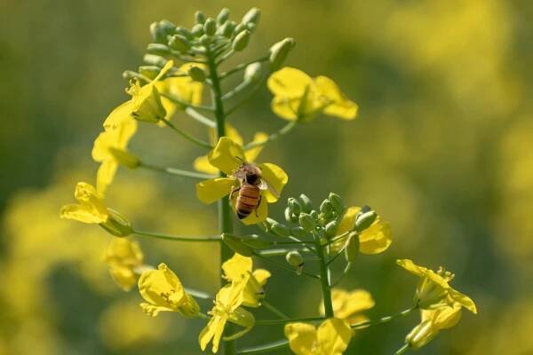 bezplatná Základová fotografie zdarma na téma apis mellifera, biodiverzity, biome Základová fotografie