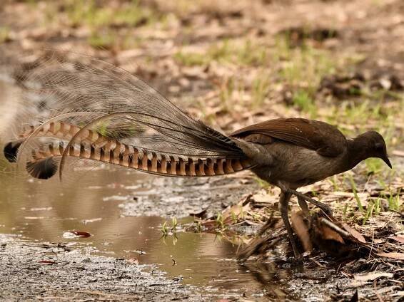 Superb Lyrebird, Menura novaehollandiae