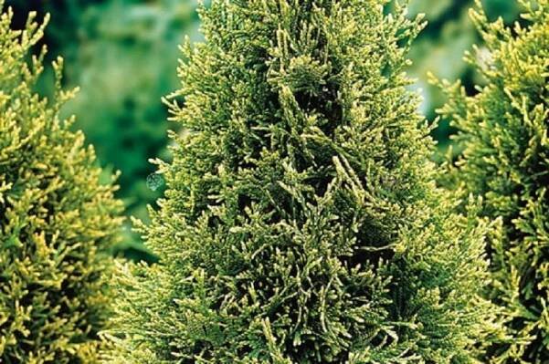 Thuja Zerav západní GOLDEN BRABANT