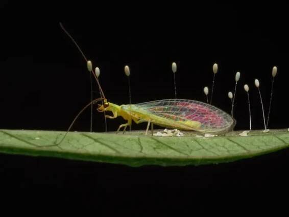 Zlatoočka obecná, Chrysopa carnea, právě nakladla vajíčka