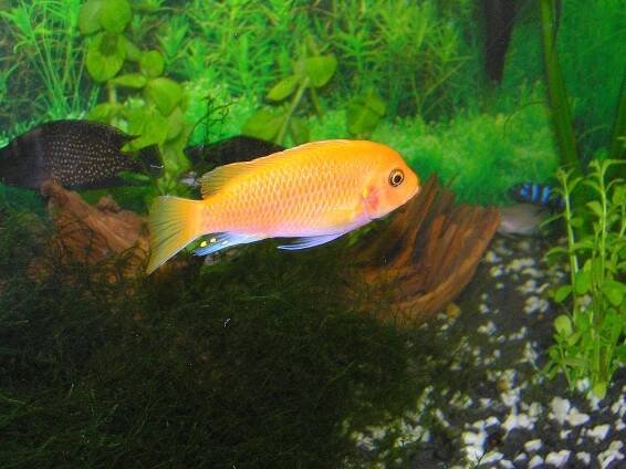 Akvarijní ryby