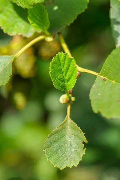 Alnus glutinosa | olše lepkavá - Van den Berk školky