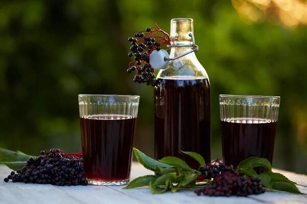 Bezový sirup - vegan.cz