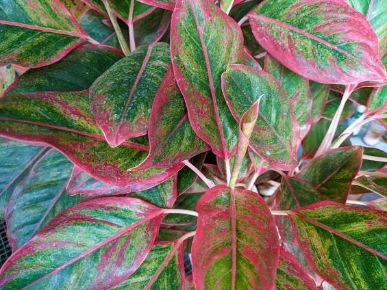 aglaonema commutatum červená rtěnka rostlina - aglaonema - stock snímky, obrázky a fotky