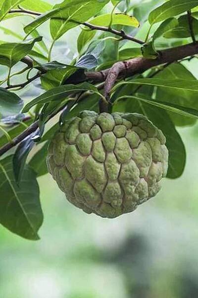 Sugar Apple Seeds