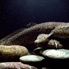 Burbot - 10 fishy facts about burbots