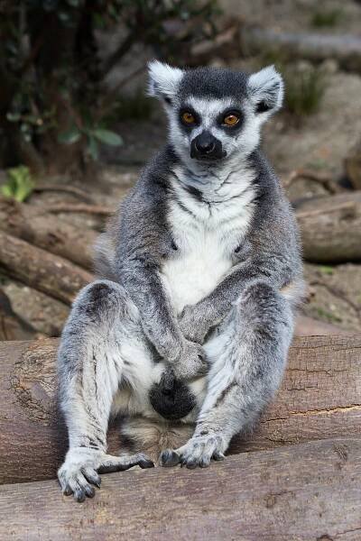 Ring-tailed lemur, London Zoo