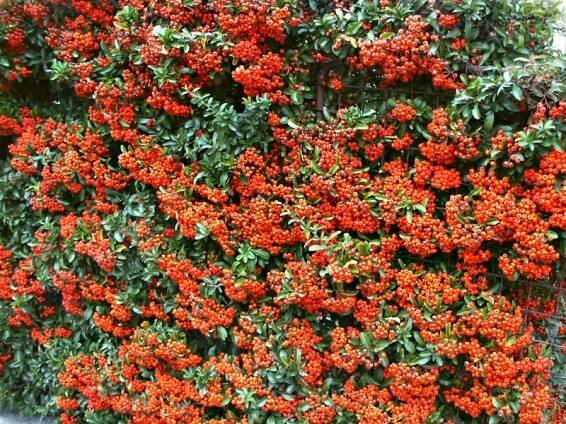 Pyracantha coccinea Orange Glow | Tvarované živé ploty |Zahradnictví Franc 