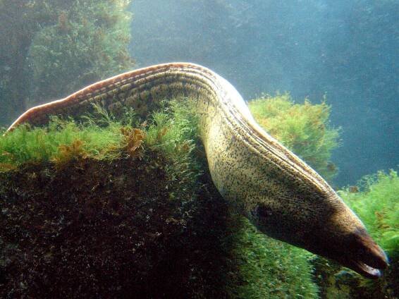 Soubor:Muraena helena.002 - Aquarium Finisterrae.jpg