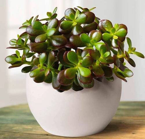 Crassula