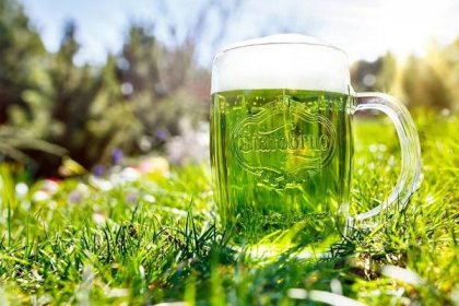 Zelené pivo v akci