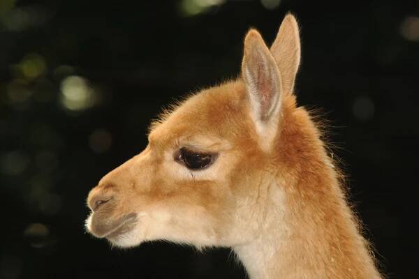 Lama vikuňa | Zoo Olomouc - Svatý Kopeček