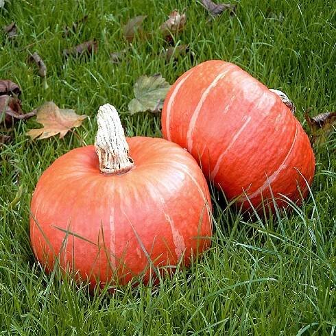 Tekvica Sunshine Kabocha F1 – Cucurbita maxima – semená tekvica