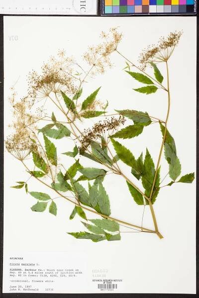 Cicuta maculata - Species Page - APA: Alabama Plant Atlas 