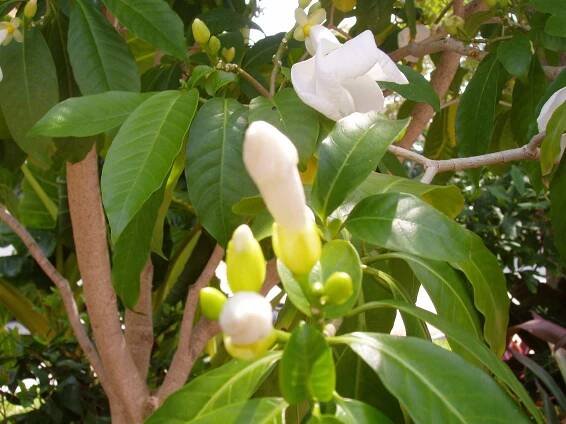 Milky Way Tree, Stemmadenia galeottiana, Stemmadenia littoralis