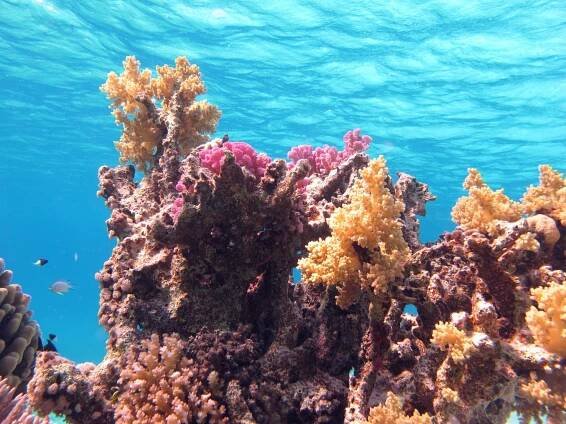 About Sataya Reef - Al Thuraya Red Sea