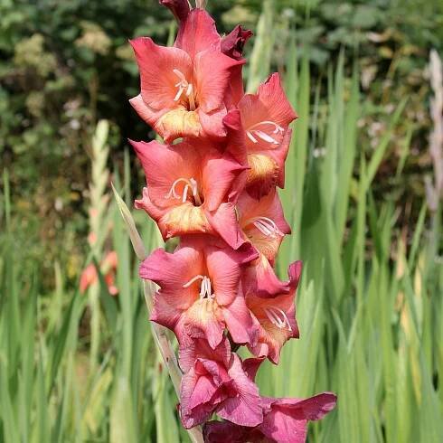 Mečík Indian Summer – Gladiolus – hlízy mečíků